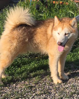 Alaskan Malamute