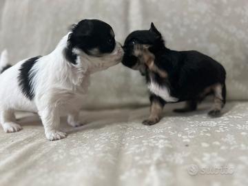 Cuccioli Chihuahua a pelo lungo