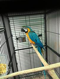 Ararauna ed altri pappagalli