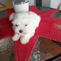 Maltese toy