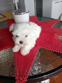 Maltese toy
