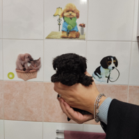 Barboncino Toy