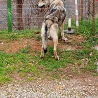 Cane l cecoslovacco cuccioli