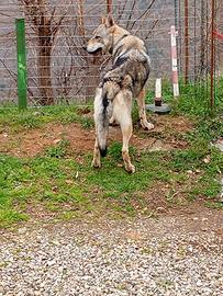 Cane l cecoslovacco cuccioli