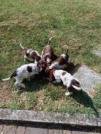 Cuccioli di cane da tartufo