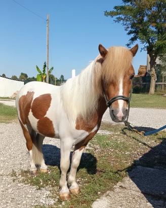 Pony super