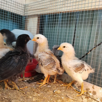 Pulcini - pollastri - galline