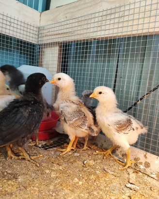 Pulcini - pollastri - galline