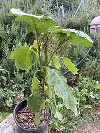 pianta solanum chysotrichum