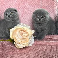 Gatto Scottish Fold e Straigt cuccioli