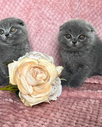 Gatto Scottish Fold e Straigt cuccioli