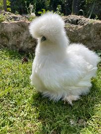 Galline ornamentali, anatre