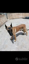 Pastore belga Malinois