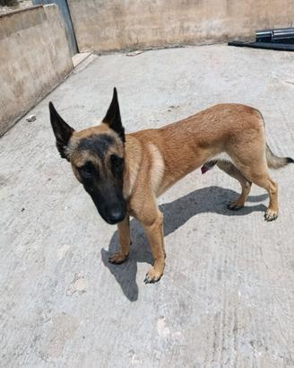 Pastore belga Malinois