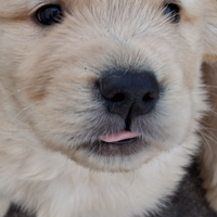 Cuccioli golden retriever linea americana