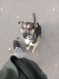 Cucciola in adozione