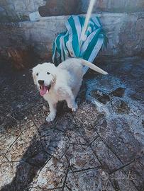Cuccioli di pastore abruzzese
