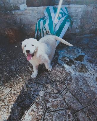 Cuccioli di pastore abruzzese