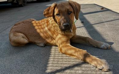 Cucciolo Rhodesian