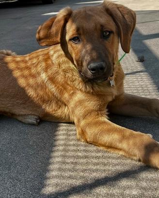Cucciolo Rhodesian