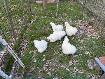 Galline moroseta bianche