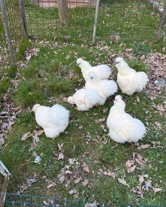 Galline moroseta bianche
