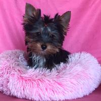 Yorkshire terrier