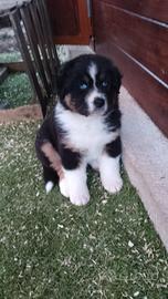 Cuccioli di pastore australiano