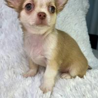 Chihuahua pelo corto femmina linea thai