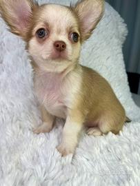 Chihuahua pelo corto femmina linea thai