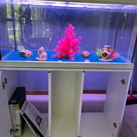 Acquario con accessori