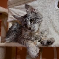 Cuccioli di maine coon