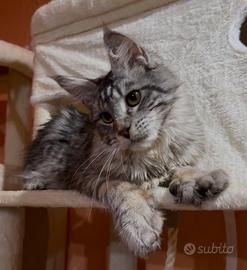 Cuccioli di maine coon