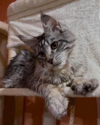 Cuccioli di maine coon