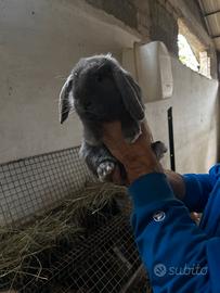 Coniglio nano blu ariete