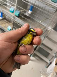 Coppia canarini del Mozambico