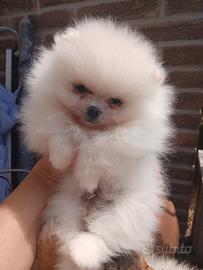 Cucciolo Spitz tedesco nano pomerania