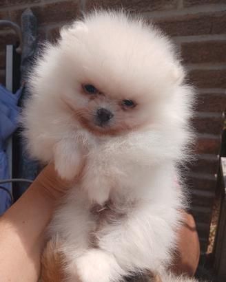 Cucciolo Spitz tedesco nano pomerania