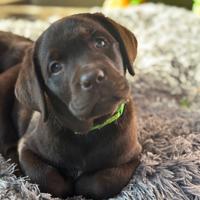 Labrador reatriver cioccolato