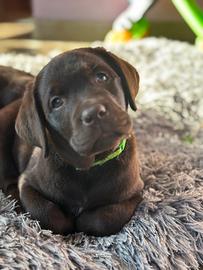 Labrador reatriver cioccolato