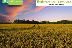 Terreno Seminativo a San Severo