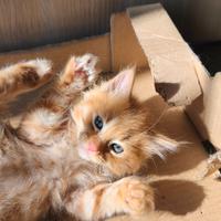 Gattino rosso pelo lungo incrocio sacro Birmania