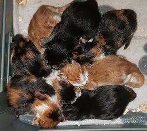 Cuccioli Maine Coon con pedigree figli di Campioni