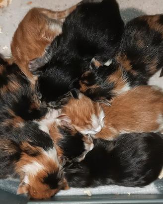 Cuccioli Maine Coon con pedigree figli di Campioni