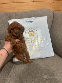 Barboncini toy e mini toy