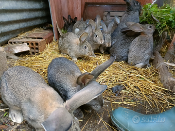 Conigli incrocio Gigante delle Fiandre