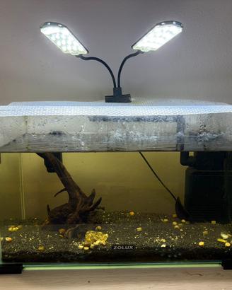 Acquario 20 lt