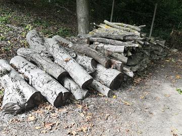 Legna di nocciolo e noce, da ardere. 