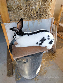 Conigli giganti pezzati