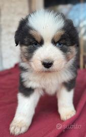 Cuccioli pastori Australiano